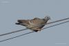 columba-oenas_01_t1.jpg