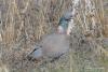 columba-palumbus_01_t1.jpg