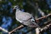 columba-palumbus_02_t1.jpg