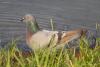 columba-rupestris_01_t1.jpg
