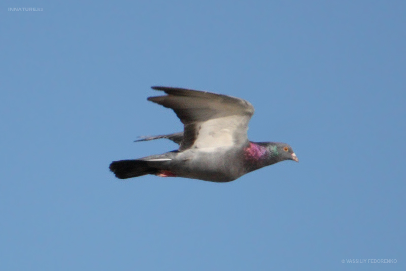 columba-rupestris_02.jpg
