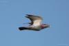 columba-rupestris_02_t1.jpg