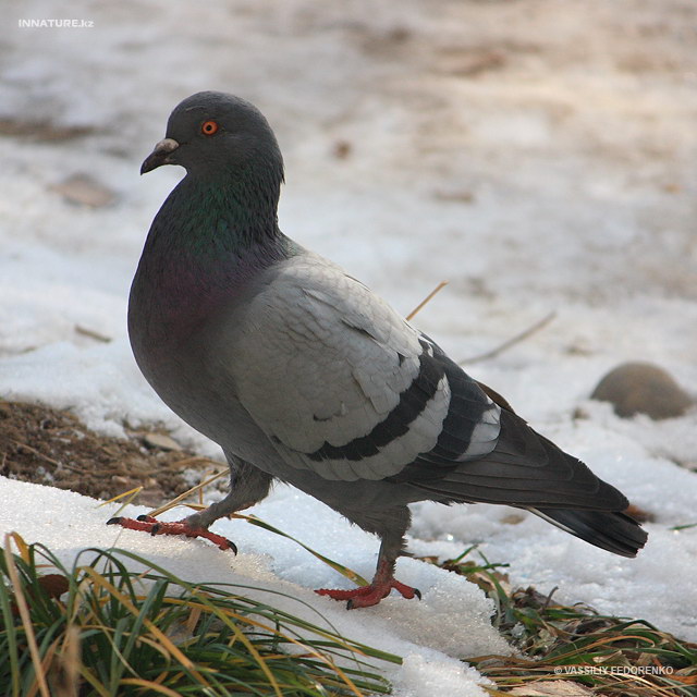 columba_livia_01.jpg