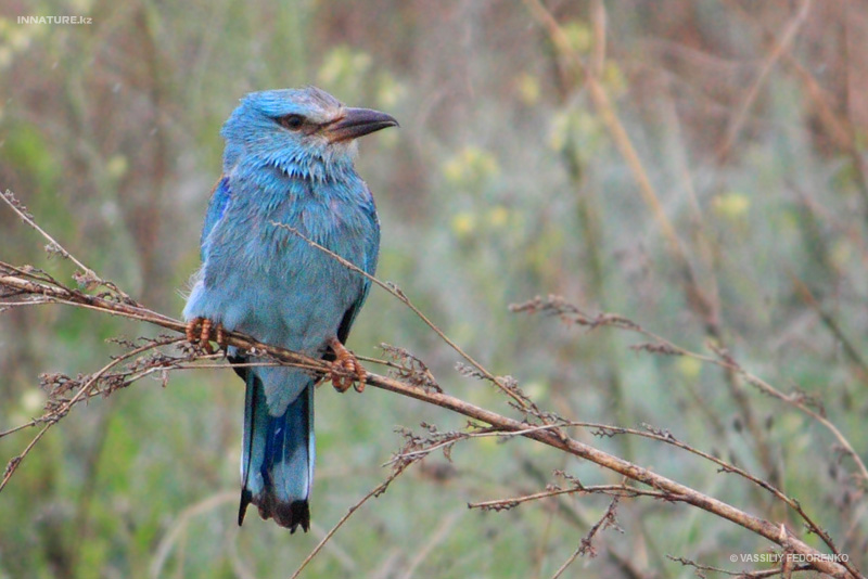 coracias-garrulus_01.jpg