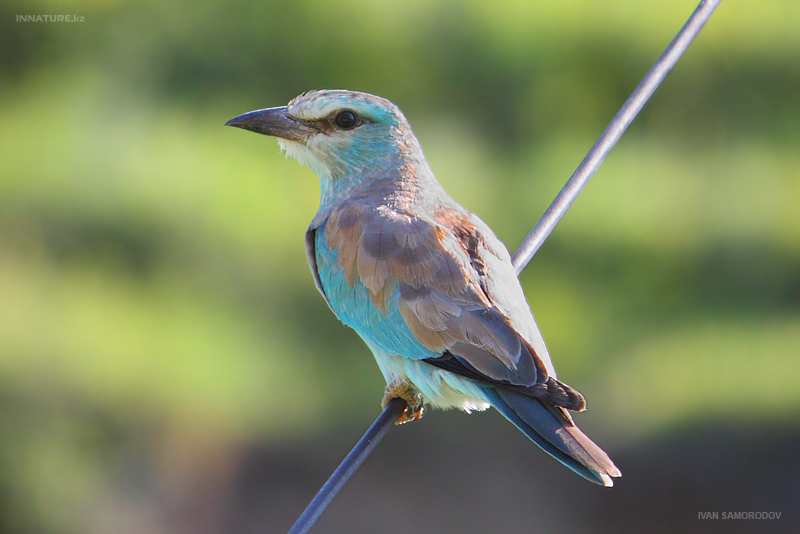coracias-garrulus_02.jpg