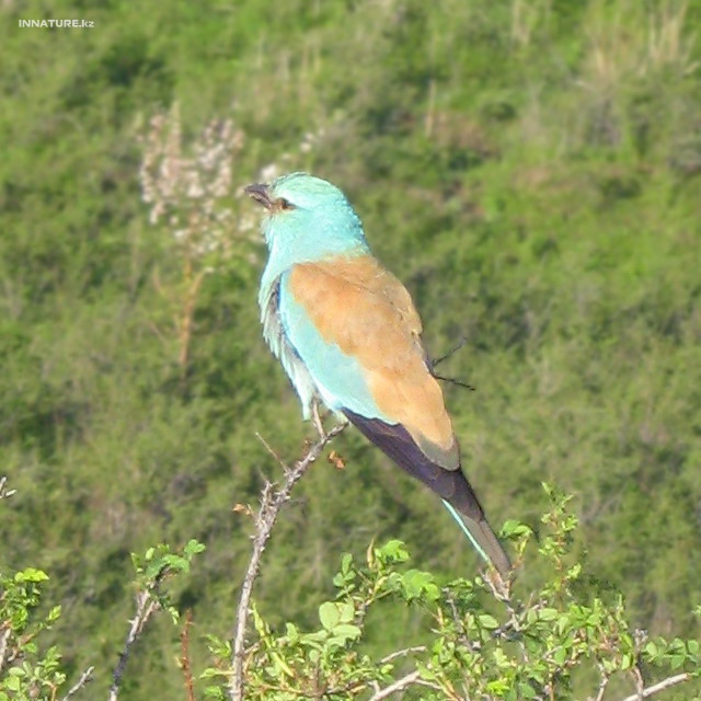 coracias_garrulus_01.jpg