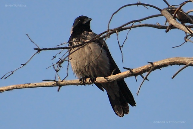 corvus_cornix_01.jpg