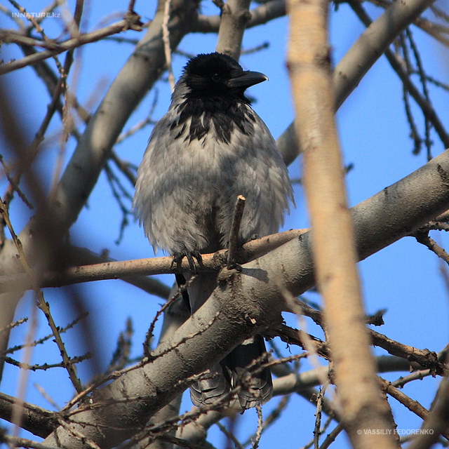 corvus_cornix_02.jpg