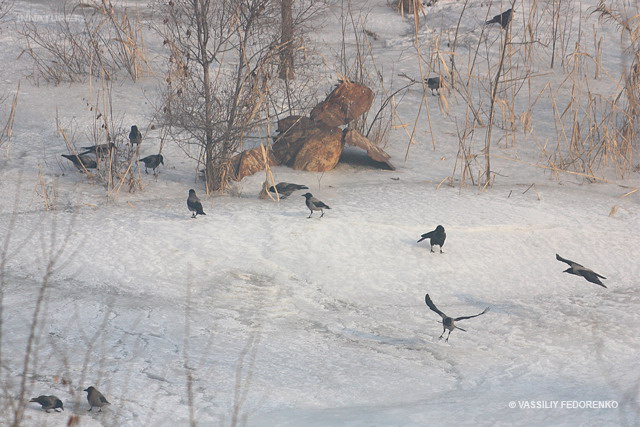 corvus_cornix_03.jpg