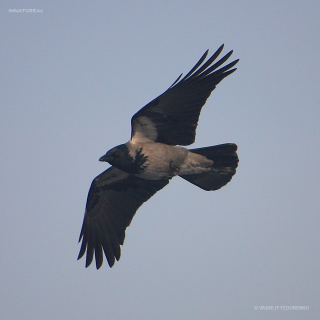 corvus_cornix_04.jpg