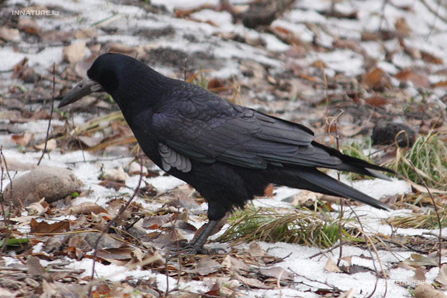corvus_frugilegus_03.jpg