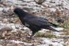 corvus_frugilegus_03_t1.jpg