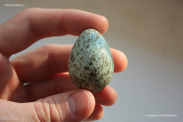 corvus_frugilegus_04.jpg