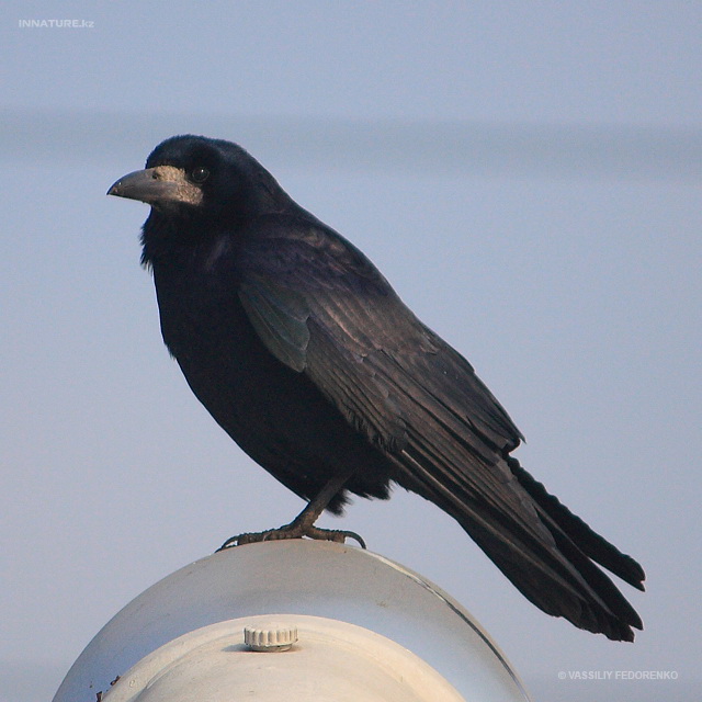 corvus_frugilegus_05.jpg