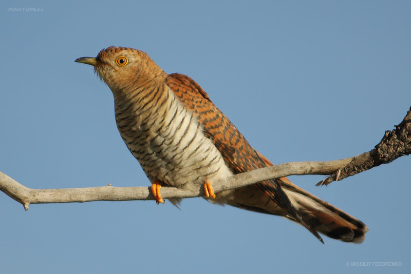 cuculus-canorus_01.jpg