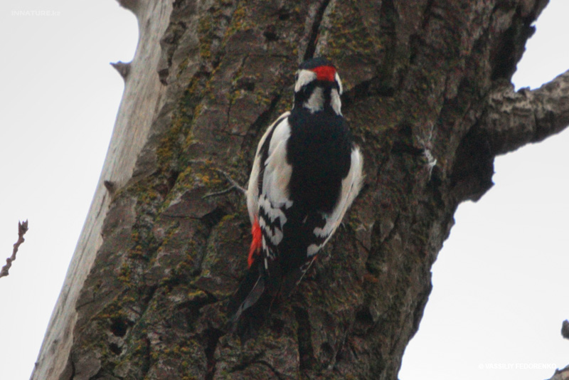 dendrocopos-leucopterus_01.jpg
