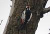 dendrocopos-leucopterus_01_t1.jpg