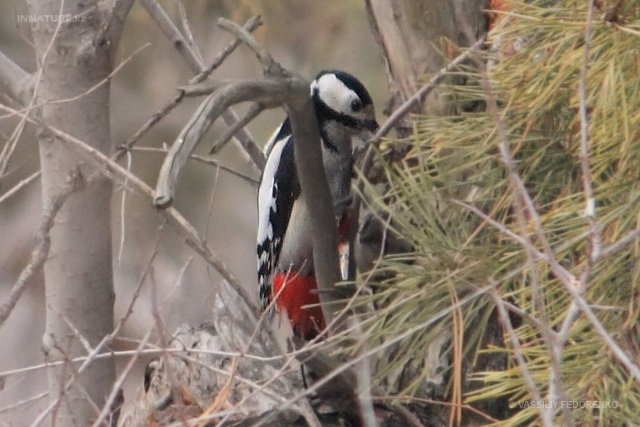 dendrocopos_major_01.jpg