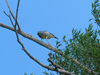 dsc_0759_t1.jpg