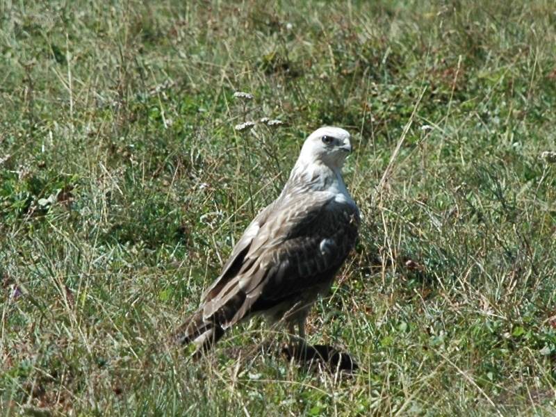 dsc_2466.jpg