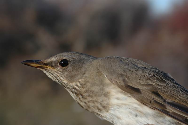 dsc_3062.jpg