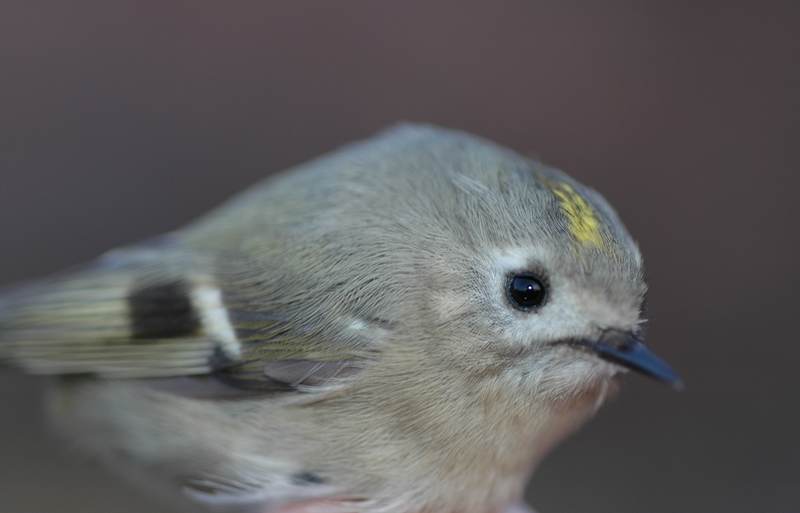 dsc_3077.jpg