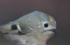 dsc_3077_t1.jpg