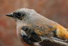 dsc_5423_t1.jpg