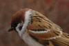dsc_5445_t1.jpg