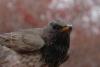 dsc_5449_t1.jpg