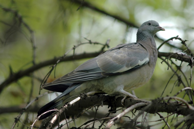 dsc_7625a.jpg