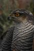dsc_8516_t1.jpg