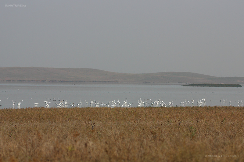 egretta-garzetta_01.jpg