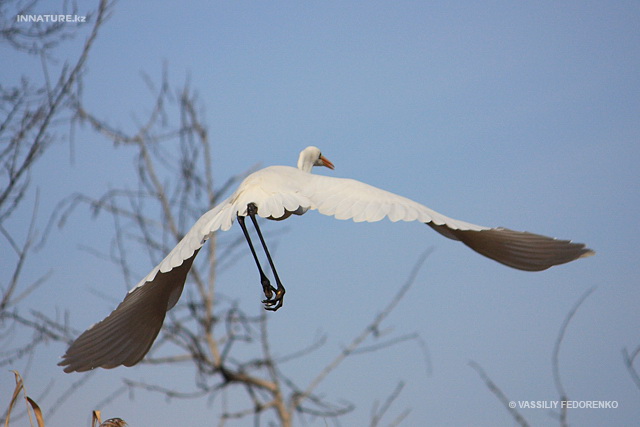 egretta_alba_01.jpg