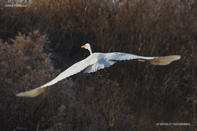 egretta_alba_02.jpg