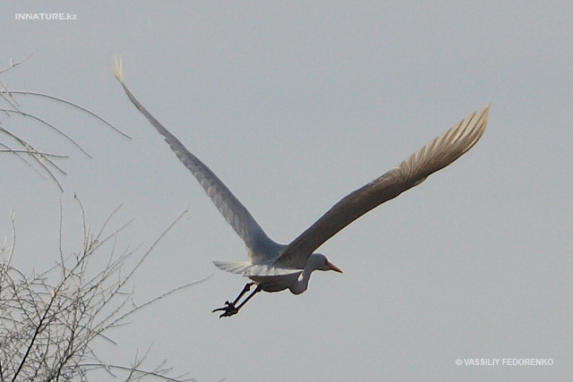 egretta_alba_03.jpg