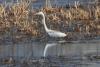 egretta_alba_04_t1.jpg