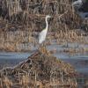 egretta_alba_05_t1.jpg