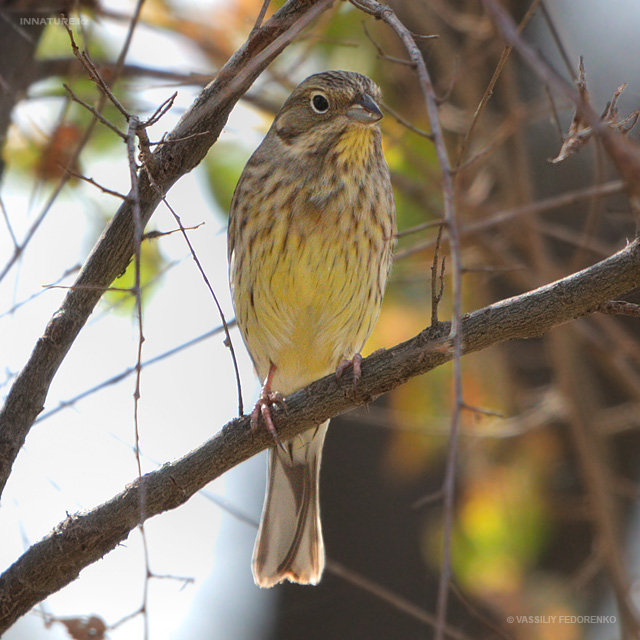 emberiza-citrinella_01.jpg