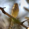 emberiza-citrinella_02_t1.jpg