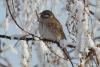 emberiza-leucocephala_01_t1.jpg