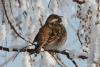 emberiza-leucocephala_02_t1.jpg