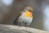 erithacus_rubecula_02_t1.jpg