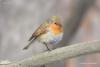 erithacus_rubecula_03_t1.jpg