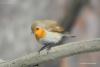 erithacus_rubecula_04_t1.jpg