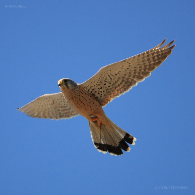 falco-tinnunculus_05.jpg