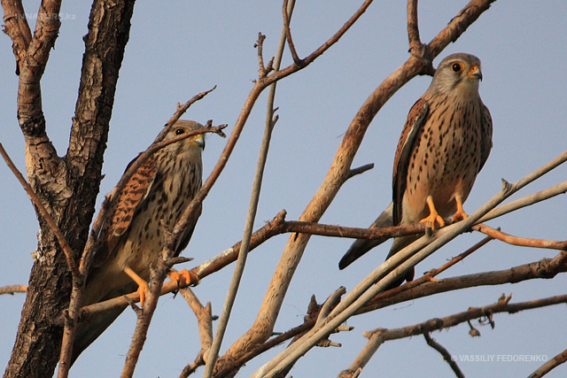 falco-tinnunculus_05_1.jpg