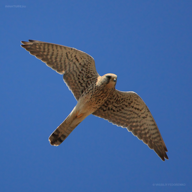 falco-tinnunculus_06.jpg