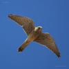 falco-tinnunculus_06_t1.jpg