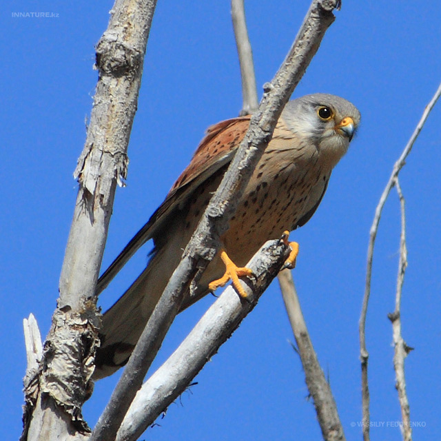 falco-tinnunculus_07.jpg